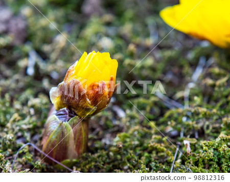 新年開始綻放的可愛阿多尼斯 98812316