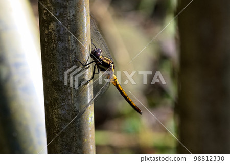 停在欄杆上的蜻蜓 98812330