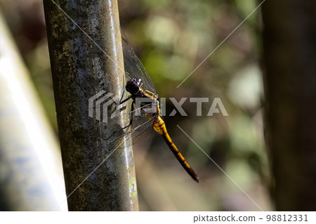 dragonfly on railing 98812331