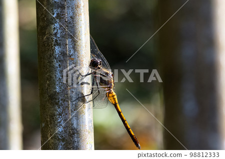 停在欄杆上的蜻蜓 停在欄杆上的蜻蜓 98812333