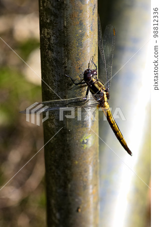 停在欄杆上的蜻蜓 98812336