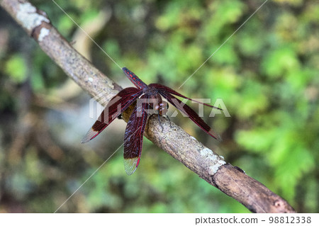 樹枝上的蜻蜓 98812338