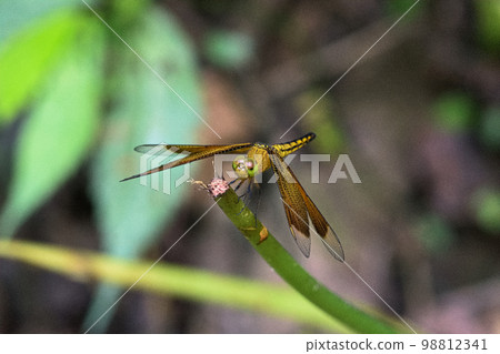 樹枝上的蜻蜓 樹枝上的蜻蜓 98812341
