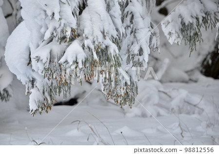 Superb view in the middle of winter Cedar covered with snow 98812556