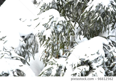 Superb view in the middle of winter Cedar covered with snow 98812562