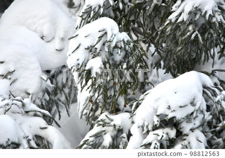 Superb view in the middle of winter Cedar covered with snow Superb view in the middle of winter Cedar covered with snow 98812563