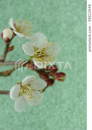 梅花(綠色日本紙背景) 梅花(綠色日本紙背景) 98812648