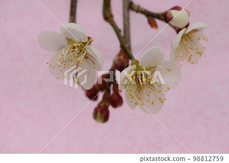 梅花(粉紅色日本紙背景) 梅花(粉紅色日本紙背景) 98812759