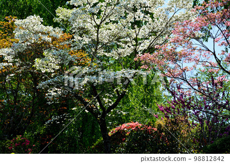 We went to Okanbara Azalea #74 We went to Okanbara Azalea #74 98812842
