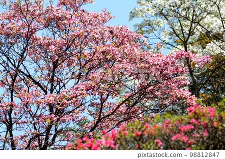 We went to Okanbara Azalea #79 We went to Okanbara Azalea #79 98812847