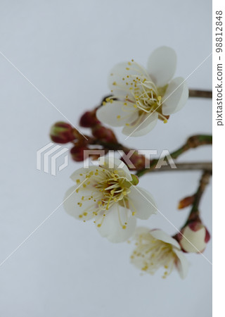 Plum blossom (white Japanese paper background) Plum blossom (white Japanese paper background) 98812848