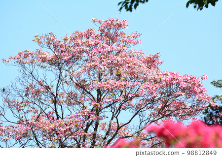 We went to Okanbara Azalea #80 We went to Okanbara Azalea #80 98812849