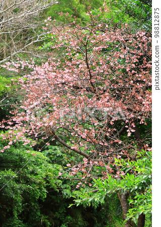 大黑林藤寒緋櫻 98812875