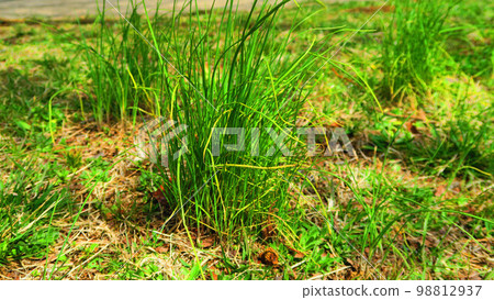 田間種植貴族的風景 田間種植貴族的風景 98812937