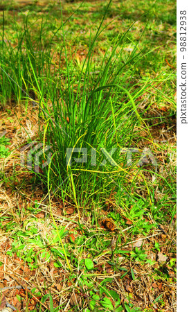 Scenery of growing nobils in the field Scenery of growing nobils in the field 98812938