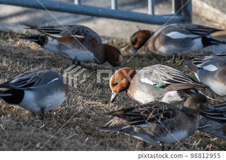 A wigeon eating grass on land on the shore of Lake Biwa A wigeon eating grass on land on the shore of Lake Biwa 98812955