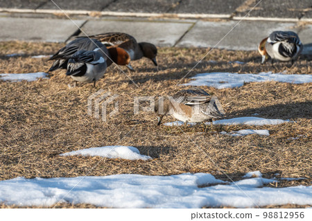 A wigeon eating grass on land on the shore of Lake Biwa 98812956