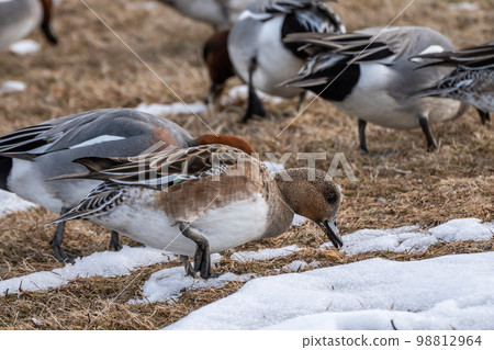 Eurasian Wigeon eats grass on land on the shore of Lake Biwa 98812964