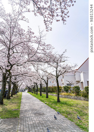 櫻花盛開的多摩新城住宅區 櫻花盛開的多摩新城住宅區 98813244