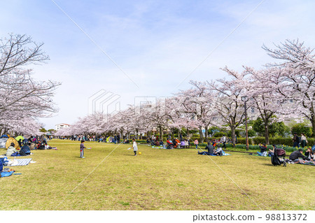 櫻花盛開的多摩新城公園 98813372