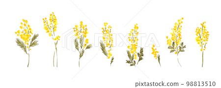 Watercolor. Mimosa vector illustration with watercolor touch. Watercolor mimosa illustration. 98813510