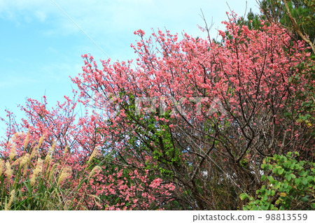國頭村森林公園寒飛櫻盛開 國頭村森林公園寒飛櫻盛開 98813559