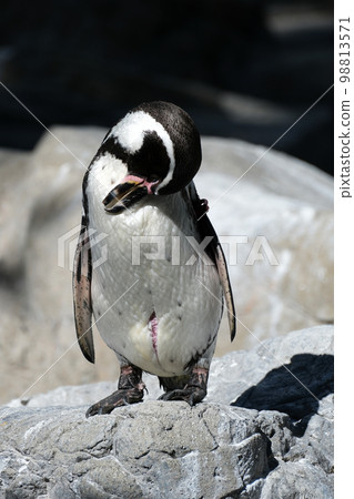 洪堡企鵝 洪堡企鵝 98813571