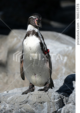 洪堡企鵝 洪堡企鵝 98813578