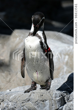 洪堡企鵝 洪堡企鵝 98813581