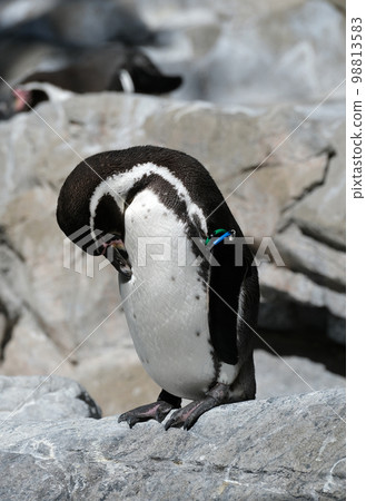 Humboldt Penguin 98813583