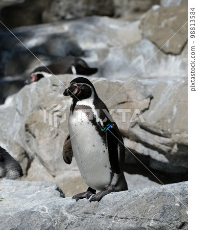 洪堡企鵝 洪堡企鵝 98813584