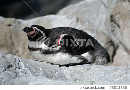 洪堡企鵝 洪堡企鵝 98813586