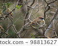 Sparrow on a branch 98813627