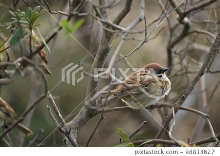 Sparrow on a branch Sparrow on a branch 98813627