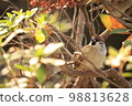 bird looking at something 98813628