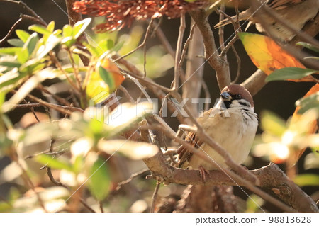 bird looking at something 98813628
