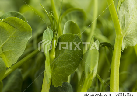 A large number of green pea sprouts, pea plants 98813853