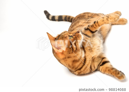 Bengal cat lies resting on a white background. Bengal cat lies resting on a white background. 98814088
