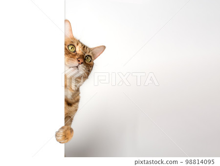 Funny cat peeks out from behind the wall. 98814095
