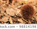 a fallen chestnut 98814198