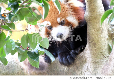 放鬆的小熊貓 放鬆的小熊貓 98814226