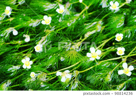 梅花藻（白卡莫） 98814236