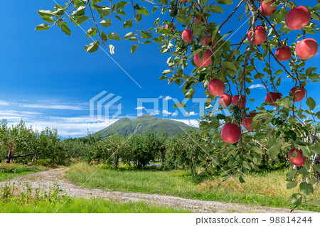 [Aomori Prefecture Hirosaki City apple] Iwakiyama Aizu Tsugaru autumn, apple garden is being harvested 98814244