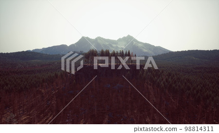 Green pine forest in the mountains Green pine forest in the mountains 98814311