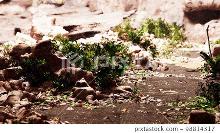 Trail in a Hawaiian rain forest leading to big cave 98814317