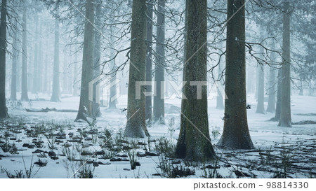 Winter forest in the fog Winter forest in the fog 98814330