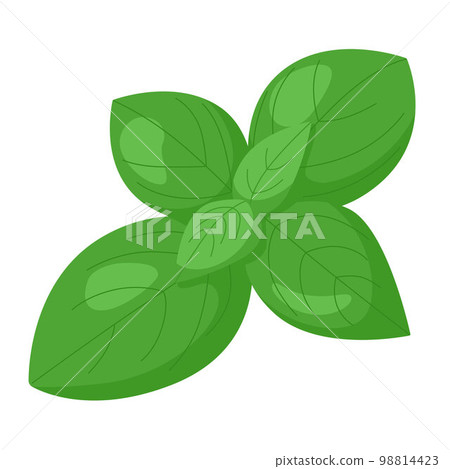 Vector illustration of basil. 98814423