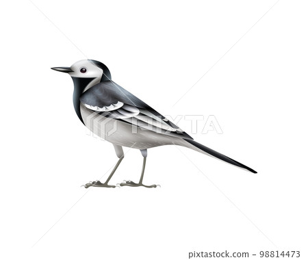 White Wagtail Bird Composition 98814473