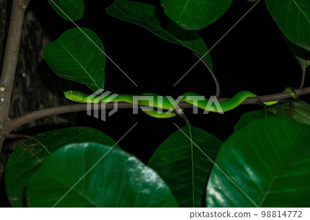 Borneo Keeled Pit Viper on a tree Borneo Keeled Pit Viper on a tree 98814772