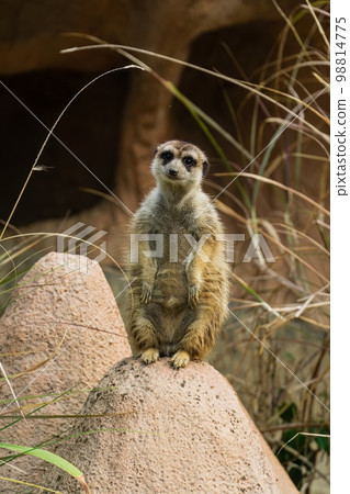 Close-up portrait of meerkat standing 98814775